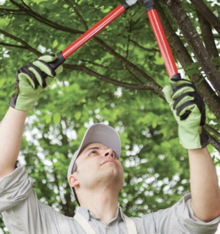man taming a tree