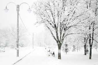 trees covered in snow